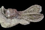 Beautiful Jimbacrinus Crinoid Fossil - Australia #68354-2